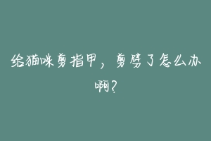 给猫咪剪指甲,剪劈了怎么办啊?-动物百科