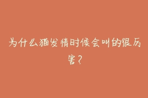 为什么猫发情时候会叫的很厉害?-动物百科