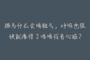 猫为什么会喘粗气,呼吸也很快就像得了哮喘或者心脏?-动物百科