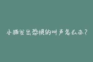 小猫发出恐惧的叫声怎么办?-动物百科