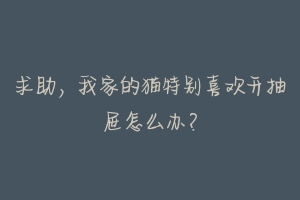 求助,我家的猫特别喜欢开抽屉怎么办?-动物百科