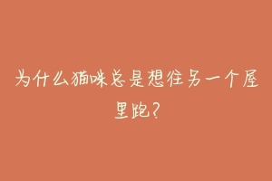 为什么猫咪总是想往另一个屋里跑?-动物百科