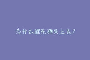 为什么狸花猫头上秃?-动物百科