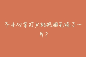 不小心拿打火机把猫毛烧了一片?-动物百科