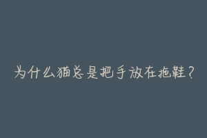 为什么猫总是把手放在拖鞋?-动物百科