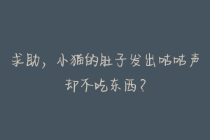求助,小猫的肚子发出咕咕声却不吃东西?-动物百科