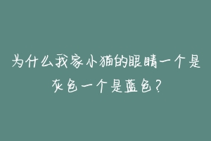 为什么我家小猫的眼睛一个是灰色一个是蓝色?-动物百科