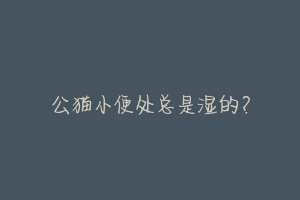 公猫小便处总是湿的?-动物百科