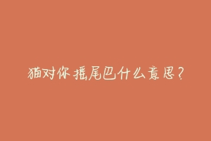 猫对你摇尾巴什么意思?-动物百科