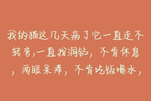 我的猫这几天病了它一直走不转弯,一直找洞钻,不肯休息,两眼呆滞,不肯吃饭喝水,请问谁知道怎么回事?-动物百科