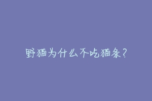 野猫为什么不吃猫条?-动物百科