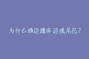 为什么猫边蹭你边摇尾巴?-动物百科