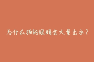 为什么猫的眼睛会大量出水?-动物百科