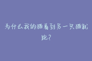 为什么我的猫看到另一只猫就跑?-动物百科