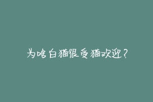 为啥白猫很受猫欢迎?-动物百科
