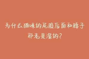 为什么猫咪的屁股后面和脖子那老是湿的?-动物百科