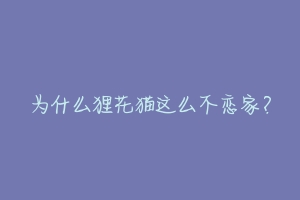 为什么狸花猫这么不恋家?-动物百科
