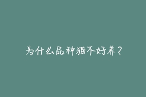 为什么品种猫不好养?-动物百科