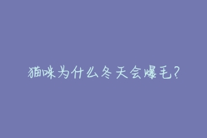 猫咪为什么冬天会爆毛?-动物百科