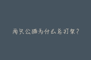 两只公猫为什么总打架?-动物百科