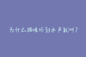 为什么猫咪听到水声就叫?-动物百科