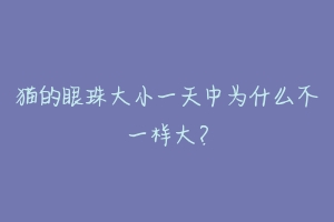 猫的眼珠大小一天中为什么不一样大?-动物百科