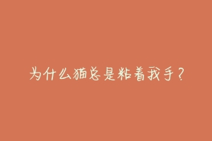 为什么猫总是粘着我手?-动物百科