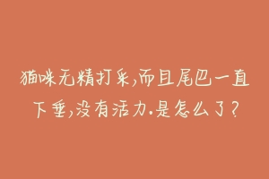 猫咪无精打采,而且尾巴一直下垂,没有活力.是怎么了?-动物百科