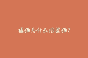 橘猫为什么怕黑猫?-动物百科