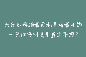 为什么母猫最近老是将最小的一只幼仔叼出来置之不理?-动物百科