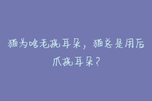 猫为啥老挠耳朵，猫总是用后爪挠耳朵？-动物百科