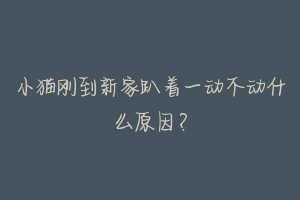 小猫刚到新家趴着一动不动什么原因?-动物百科