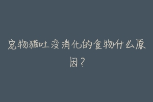 宠物猫吐没消化的食物什么原因?-动物百科