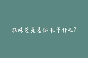 猫咪总是看你在干什么?-动物百科