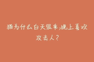 猫为什么白天很乖,晚上喜欢攻击人?-动物百科