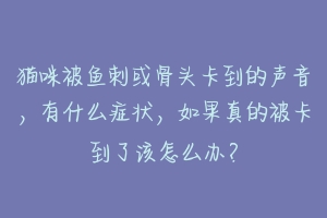 猫咪被鱼刺或骨头卡到的声音,有什么症状,如果真的被卡到了该怎么办?-动物百科