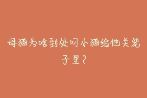 母猫为啥到处叼小猫给他关笼子里?-动物百科
