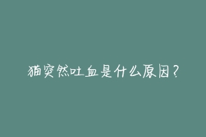 猫突然吐血是什么原因?-动物百科