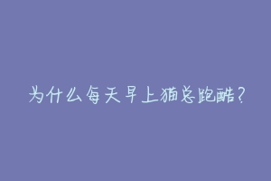 为什么每天早上猫总跑酷?-动物百科