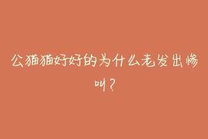 公猫猫好好的为什么老发出惨叫?-动物百科