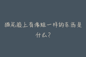 猫屁股上有像蛆一样的东西是什么?-动物百科