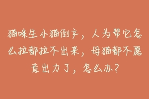 猫咪生小猫倒产,人为帮它怎么拉都拉不出来,母猫都不愿意出力了,怎么办?-动物百科