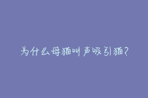 为什么母猫叫声吸引猫?-动物百科