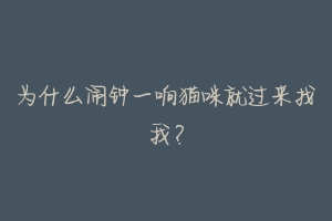 为什么闹钟一响猫咪就过来找我?-动物百科