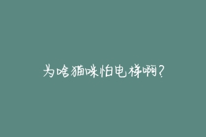 为啥猫咪怕电梯啊?-动物百科