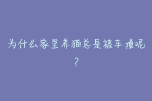 为什么家里养猫总是被车撞呢？-动物百科