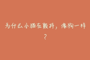为什么小猫在颤抖，像狗一样？-动物百科