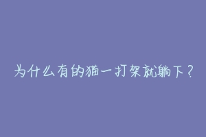 为什么有的猫一打架就躺下?-动物百科
