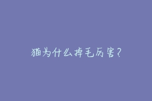 猫为什么掉毛厉害?-动物百科