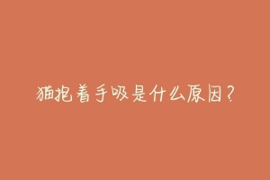 猫抱着手吸是什么原因?-动物百科